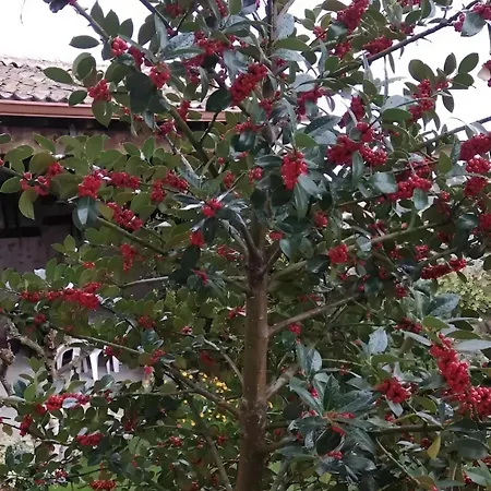 El Fresno Del Abuelo *